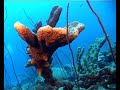 Duikplek Alice in Wonderland op Bonaire