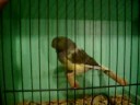 GLOSTER