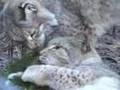 BIG CAT Christmas BIG CAT Christmas