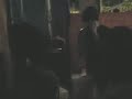 Fooleras - R.A.M.O.N.E.S