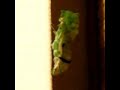 Swallowtail Pupation(Long long journey - Enya) Swallowtail Pupation(Long long journey - Enya)
