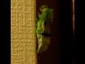 Swallowtail Pupation(Long long journey - Enya)