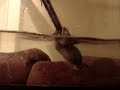 Budgetts frogs attack and eat shit