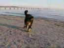 Tibetan mastiff, Zodd \"Fu-Hsing Sundari\" 17 weeks old Tibetan mastiff, Zodd \"Fu-Hsing Sundari\" 17 weeks old