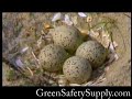 Parker River Massachusetts US Wildlife Refuge 06 part 1 of 2