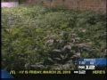 California Tax Cannabis 2010 Media Coverage - KPTV