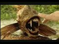 Sereia de Manaus - É Mentira! Sereia de Manaus - É Mentira!