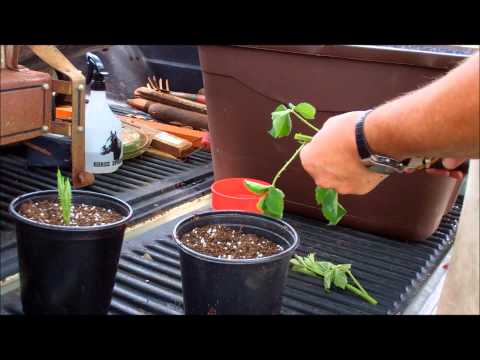 how to transplant blueberry shoots