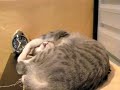 Sleeping Cat