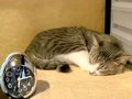 Sleeping-Cat