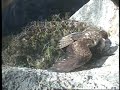 Bonelli Adelaar in Barcelona