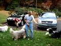 Bearded Collies in the  NC Mountains