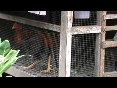 Guia da Cidade - Videos - melatih ayam bangkok videos