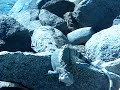 Brian the Iguana Hunter