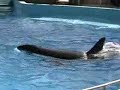 Baleia Orca Shouka