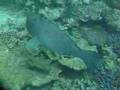 Un gros poisson