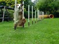 Rum - Weaving - Dog Agility