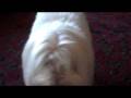 Buddy Coton de Tulear