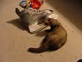my ferret, paxton, playing with a plastic bag and scampering around.