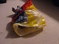 my ferret, paxton, playing with a plastic bag and scampering around.