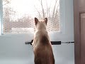 siamese cats