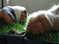 Hungry Guinea Pigs