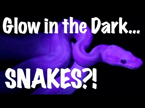 YouTube reptile video