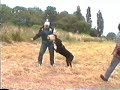 Jack the Rott taking on an intruder