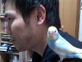 Tequila the Budgie singing Boogie Wonderland