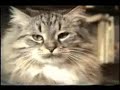 cat-bloopers-2.html
