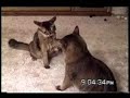cat bloopers 2