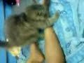 Kucing Gila Sex - Crazy cat sex maniac Kucing Gila Sex - Crazy cat sex maniac
