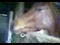 Shir Khan und Romeo