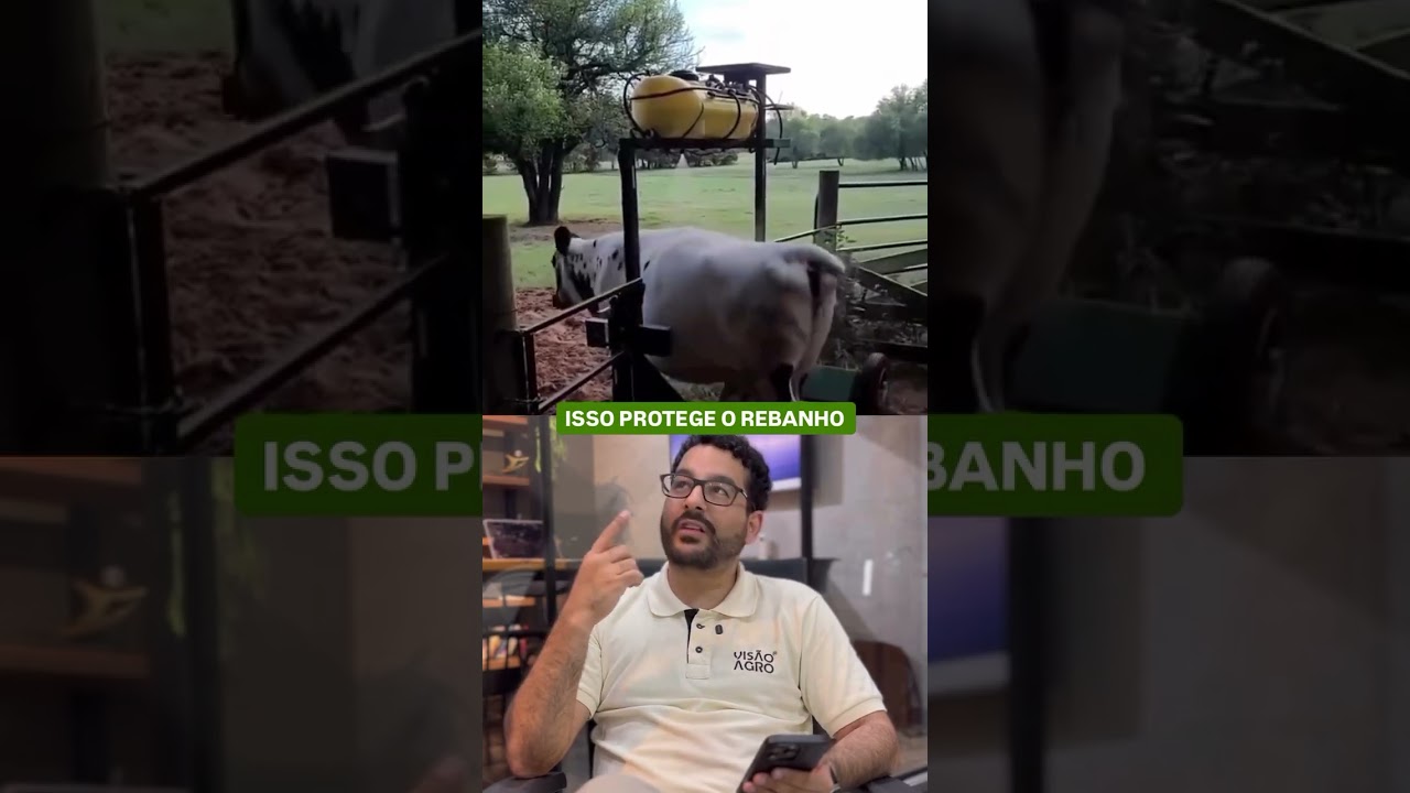 Olha a solução SIMPLES que protege o gado no campo 🐂 #shorts #pecuária #agro