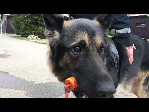 Polizeihund Hitchcock ist zurck im Dienst