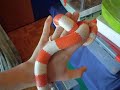 Albino Honduran Milksnake