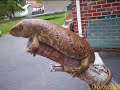 \"Monkey Tail Skink Lizards\" \"Monkey Tail Skink Lizards\"