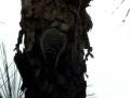 videos de Red Cockaded woodpecker.wmv
