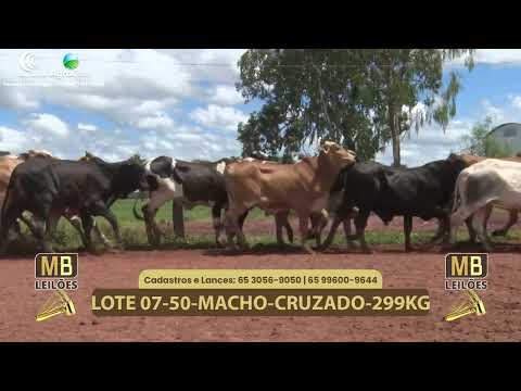 540� LEIL�O VIRTUAL MB LEIL�ES