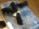 Kopperas Kove Airedales Hazel's puppies start weaning