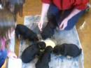 Kopperas Kove Airedales Hazel's puppies start weaning