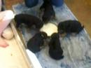 Kopperas Kove Airedales Hazel's puppies start weaning