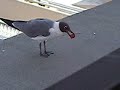 Grape Eating Bird