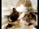 Nu �r Carola hemma igen