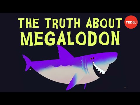 Why did Megalodon go extinct? Thumbnail