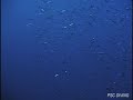 Aurora in the sea?????????