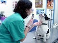 Detras de muchos cachorros existe una brutal realidad. Informate