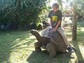 Boy rides a giant animal - video