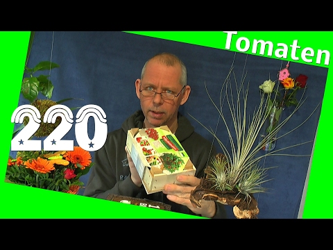 Zwerg Tomate Siderno Anzuchtset, die Aussaat.