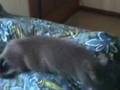 Scaredy Cat